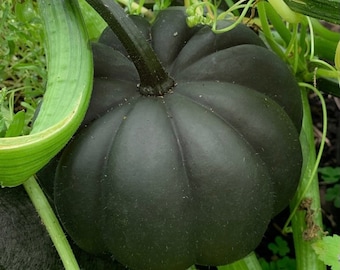 10 Black Kat Mini Pumpkin Seeds, Quick Harvest, Halloween, Autumn, Fall, Thanksgiving CP4110