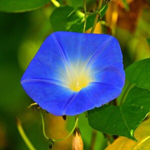 May include: A vibrant blue morning glory flower with a white center and yellow pistil, blooming against a backdrop of green leaves.
