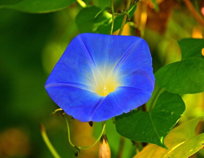 May include: A vibrant blue morning glory flower with a white center and yellow pistil, blooming against a backdrop of green leaves.