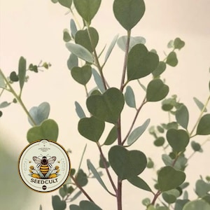 May include: Close-up of eucalyptus branches with heart-shaped green leaves. The image features a round logo with a bee and the text "SEEDCULT". The leaves have a soft, muted green color, and the background is a light beige.