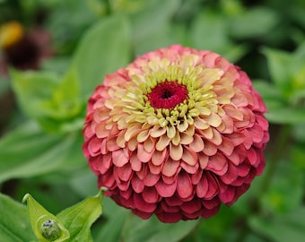 Queen Red Lime Zinnia Seeds, Zinnia Elegans, Queen Series ZE1010