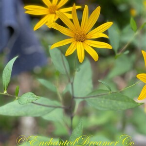 Sunchoke SEEDS, Jerusalem Artichoke, Potato Substitute, Helianthus Tuberosus HT0120 image 10