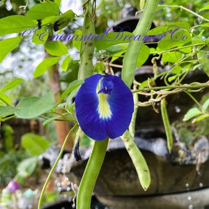 May include: A vibrant blue butterfly pea flower with a yellow and white center, surrounded by green pods and leaves. The image showcases the flower's intricate details and natural beauty.
