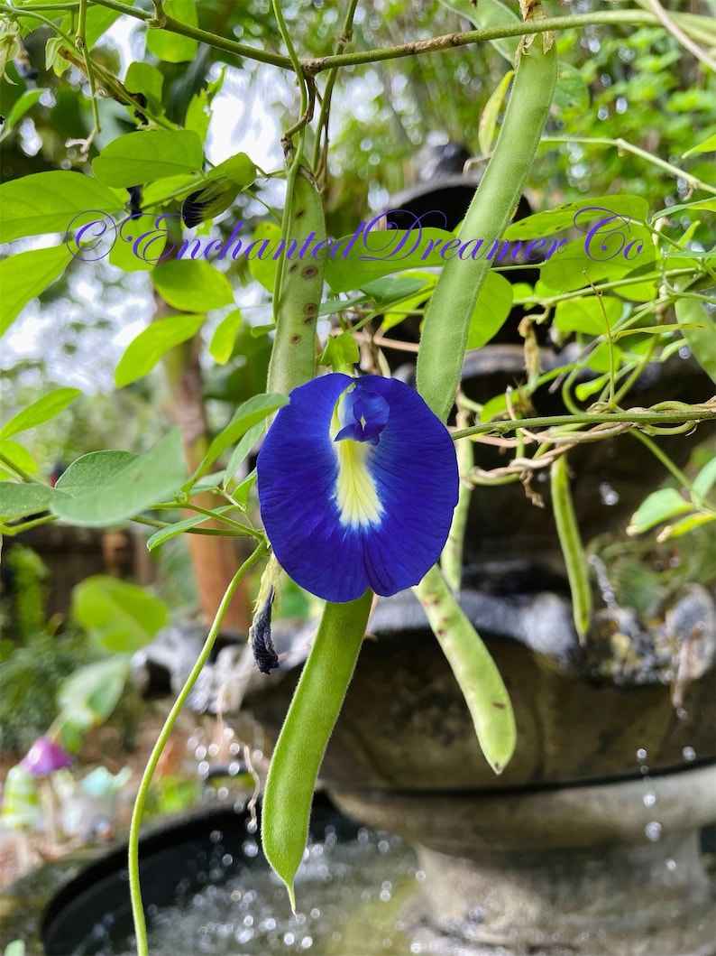 May include: A vibrant blue butterfly pea flower with a yellow and white center, surrounded by green pods and leaves. The image showcases the flower's intricate details and natural beauty.