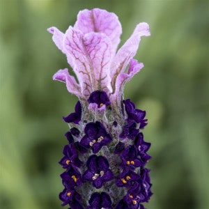 Lilac Castillano Lavender seeds, Spanish Lavandula Stoechas Bandera Castillano LS0520