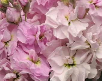 50 Katz Cherry Blossom Stock Seeds, Highly fragrant Column Stock, Matthiola Incana MA1050