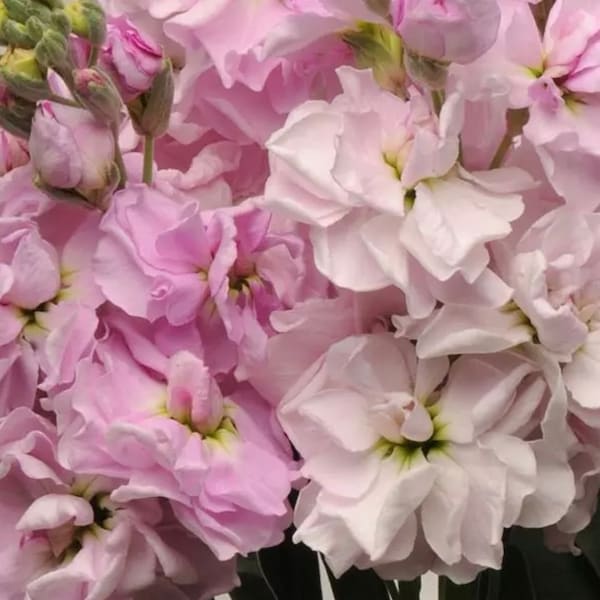 Rose Garden Column - Etsy