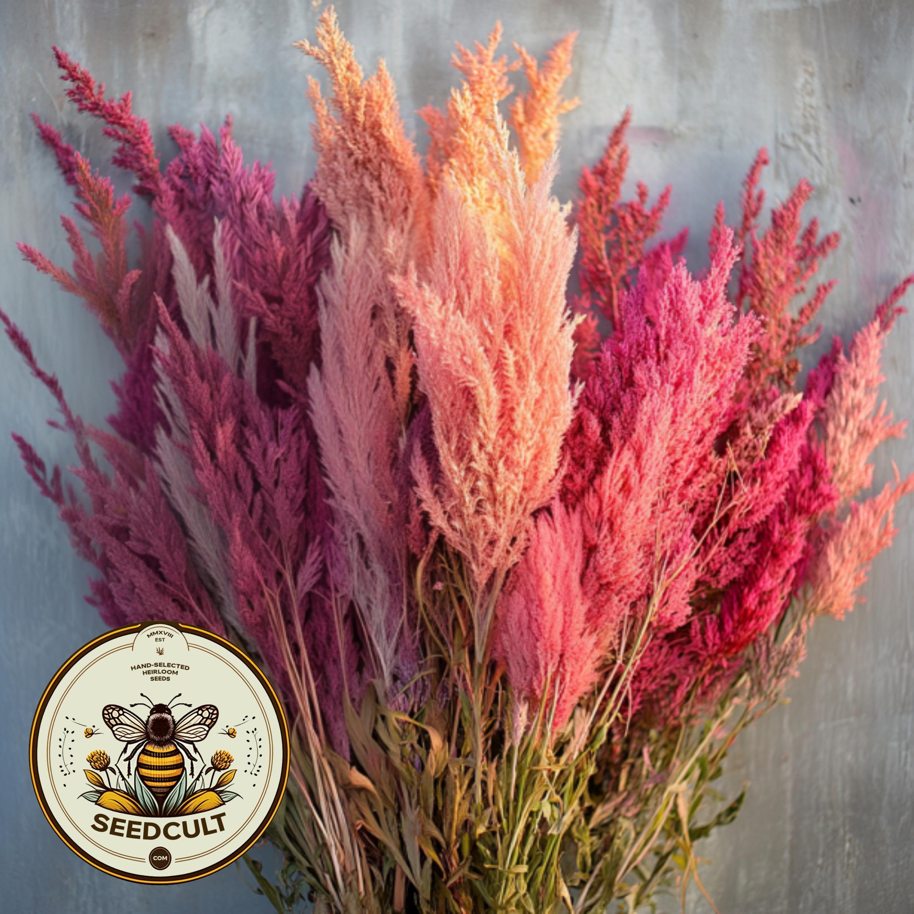 ＜maple_sugar＞Offen pointed-CELOSIA Spun Sugar Celosia Seeds, Celosia Argentea Var Plumosa, CE0550 - Etsy