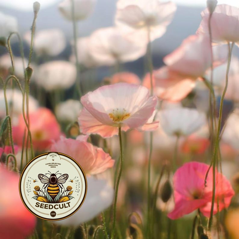 May include: A circular sticker featuring a stylized bee illustration with the text SEEDCULT and HAND-SELECTED HEIRLOOM SEEDS, positioned over a soft-focus field of delicate pale pink and white poppy flowers with thin green stems.