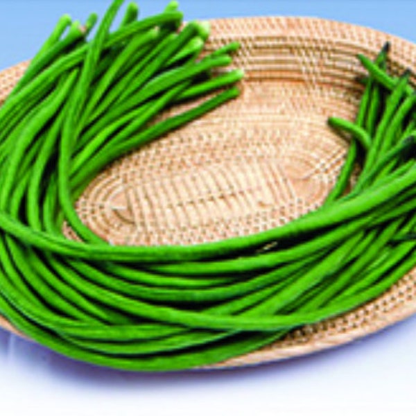 Green Yard Long Beans, Vigna unguiculata, Asparagus Bean VI0125