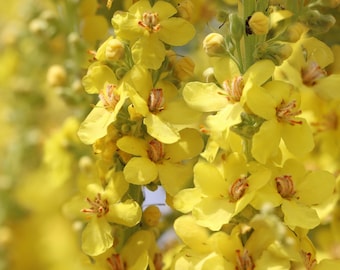 Bulk Mullein Seeds, Common, Organic Verbascum Thapsus VE011C