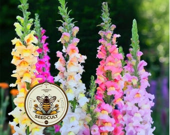 NEW! Tetra Snapdragon Seeds, Color Mix, AN781C