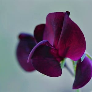 Midnight Sweet Pea Seeds, Organic Lathyrus odoratus LT0110