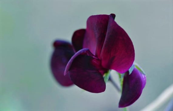 Midnight Sweet Pea Seeds, Organic Lathyrus odoratus LT0110