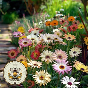 Harlequin Mix Arctotis Seeds, African Daisy, Arctotis Hybrida AT2025