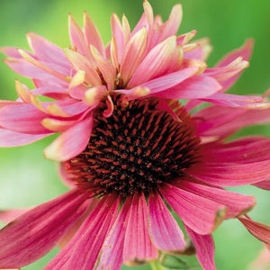 Double Decker Echinacea Seeds, Coneflower, Medicinal Plants, Flowers, Herbs EC0210