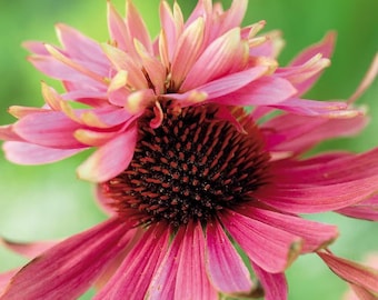 Double Decker Echinacea Seeds, Coneflower, Medicinal Plants, Flowers, Herbs EC0210
