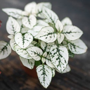 May include: A white plant with green speckles on the leaves. The plant is in a brown pot.