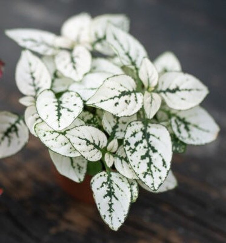 May include: A white plant with green speckles on the leaves. The plant is in a brown pot.