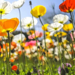 NEW! Iceland Poppy Seeds, Papaver Nudicaule, Red, Orange, Pink, Rose, Yellow, White, Bi-color, Perennial/Annual, Fall Planting PN802CR image 4
