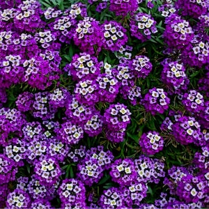 Bulk Royal Carpet Sweet Alyssum Seeds, Lobularia Maritima LO015C