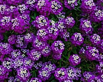 Bulk Royal Carpet Sweet Alyssum Seeds, Lobularia Maritima LO015C
