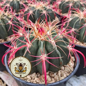 May include: Close-up of a barrel cactus with dark green bodies and vibrant red spines. The cactus is in a black pot with small rocks at the base. A circular logo with a bee and the text "SEEDCULT" is visible.