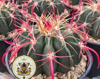 NEW! 10 Devil's Tongue Barrel Cactus SEEDS, Ferocactus latispinus, FE8010