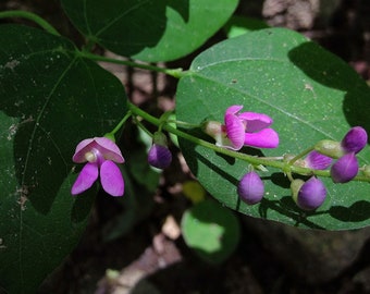 Rare Native Wild Kidney Bean, Perennial, Food Forest plants, Phaseolus Polystachios PP0110