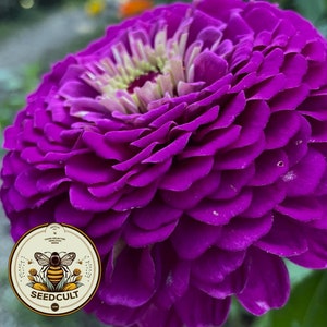 Benarys Giant Purple Zinnia Seeds, Largest Giant Zinnias, Zinnia Elegans ZE2225