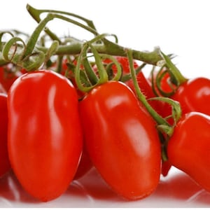 May include: A cluster of bright red Roma tomatoes on a green vine. The tomatoes are oblong in shape and have a smooth, glossy surface. The green stems and leaves provide a contrast to the vibrant red fruit. The tomatoes are fresh and appear ready to eat.