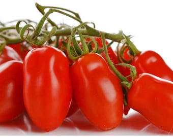 50 Patio San Marzano Tomato Seeds, Organic Solanum Lycopersicum LY1750