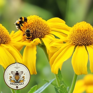 May include: Three yellow coneflowers with a bee on each flower. The flowers have a yellow center and yellow petals. The background is green.