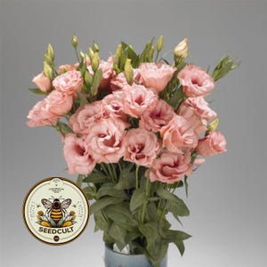 May include: A bunch of pale pink lisianthus flowers with green stems and leaves. The flowers are in full bloom, with multiple petals. A round sticker with a bee graphic and the text "SEEDCULT" is visible.
