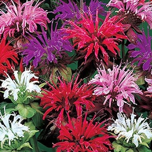 Bee Balm Mix, including red! Panorama, Monarda Didyma MO0325