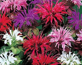 Bee Balm Mix, including red! Panorama, Monarda Didyma MO0325