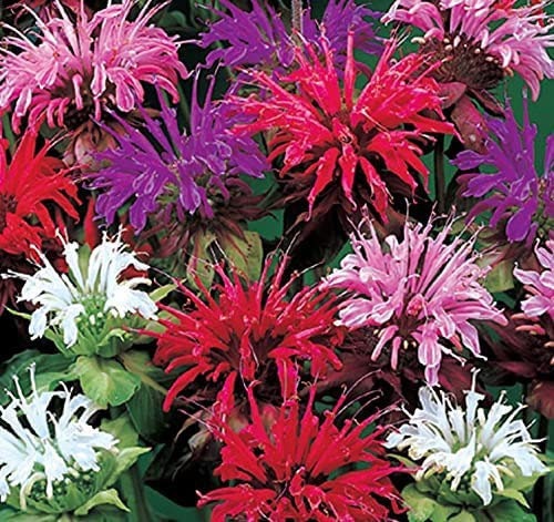 Bee Balm Mix, including red! Panorama, Monarda Didyma MO0325