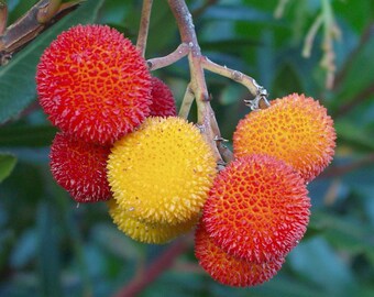 Dwarf Strawberry Tree Seeds, Arbutus Unedo, Edible Fruit AR8020