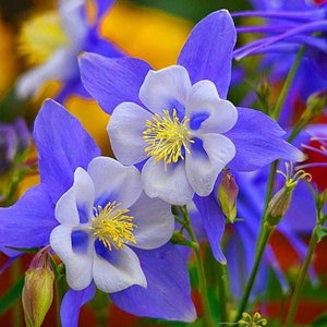 Bulk Colorado Blue Columbine Seeds, Flowering Shade Perennial, Aquilegia Caerulea AQ021C image 3