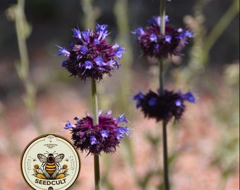 NEW! Desert Chia Sage Seeds, Native California, Arizona Plants, Salvia Columbariae, SA141C