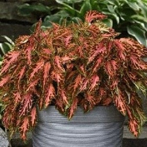 NEW! Coral Candy Coleus Seeds, Indoor Shade or Sun Plant, CC1310