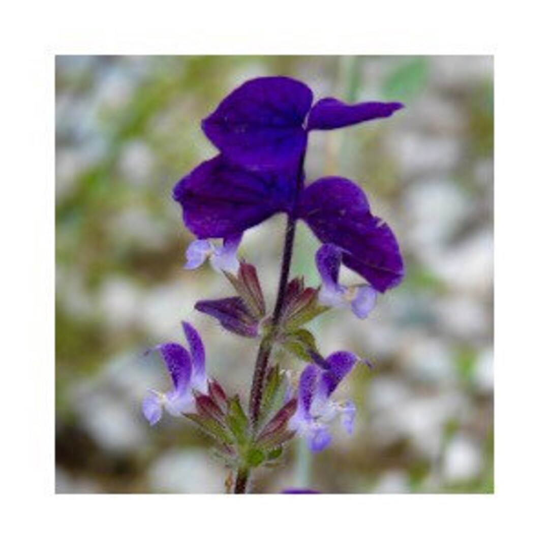 100 Blue Monday Sage Seeds Salvia Hominum Clary SA021C Etsy
