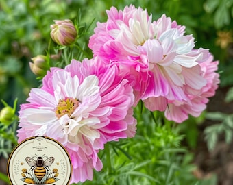 Double Click Pink Bicolor Cosmos Seeds, Cosmos Bippinatus CO1525