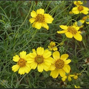 Bulk Navajo Tea Seeds, Greenthread, Thelesperma Filifolum, Medicinal Plants TL011C