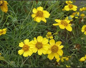 Bulk Navajo Tea Seeds, Greenthread, Thelesperma Filifolum, Medicinal Plants TL011C