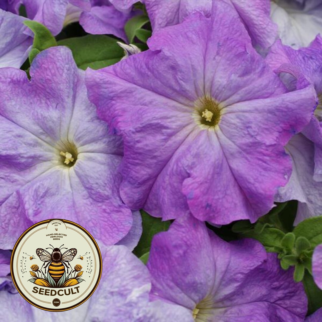 50 Pelleted Petunia Seeds - Ultra Blue Sky - High Germination (93%+)