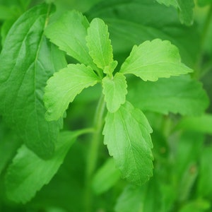 20 Organic Stevia Seeds, Stevia Rebaudiana, Natural Herbal Sweetener ST0120