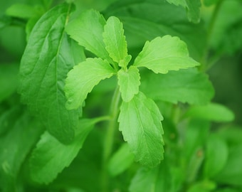 20 Organic Stevia Seeds, Stevia Rebaudiana, Natural Herbal Sweetener ST0120