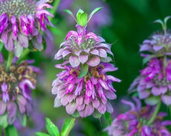 Bulk Lemon Mint Bergamot Herb Seeds, Monarda Citriodora MO042C