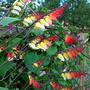 Exotic Love Vine Seeds, Firecracker, Spanish Flag, Mina Lobata, Ipomoea Lobata IP IP0910 image 2